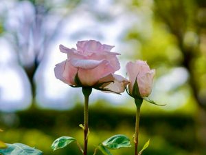 西山公園、バラ園、5月の夏の花、愛知県豊田市の観光・撮影スポットの画像と写真