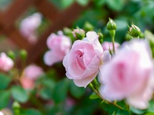 西山公園、バラ園、5月の夏の花、愛知県豊田市の観光・撮影スポットの画像と写真
