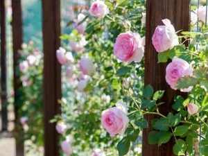 西山公園、バラ園、5月の夏の花、愛知県豊田市の観光・撮影スポットの画像と写真
