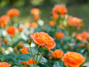 西山公園、バラ園、5月の夏の花、愛知県豊田市の観光・撮影スポットの画像と写真
