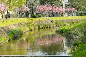 於大のみち門前広場、八重桜、4月春の花、愛知県知多郡の観光・撮影スポットの画像と写真