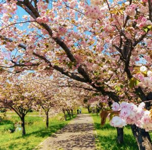 於大のみち門前広場、八重桜、4月春の花、愛知県知多郡の観光・撮影スポットの画像と写真
