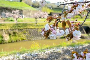 於大のみち門前広場、八重桜、4月春の花、愛知県知多郡の観光・撮影スポットの画像と写真