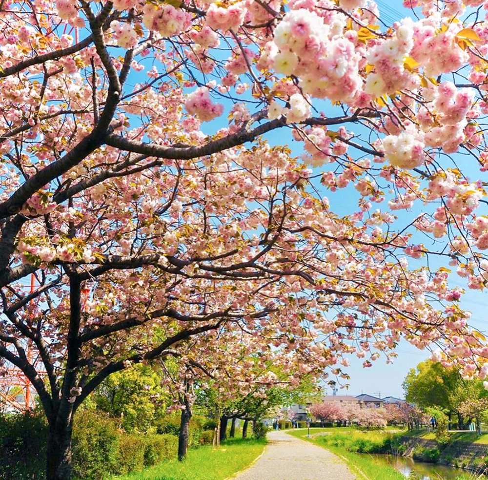 於大のみち門前広場、八重桜、4月春の花、愛知県知多郡の観光・撮影スポットの画像と写真
