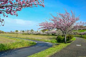於大のみち門前広場、八重桜、4月春の花、愛知県知多郡の観光・撮影スポットの画像と写真於大のみち門前広場、八重桜、4月春の花、愛知県知多郡の観光・撮影スポットの画像と写真