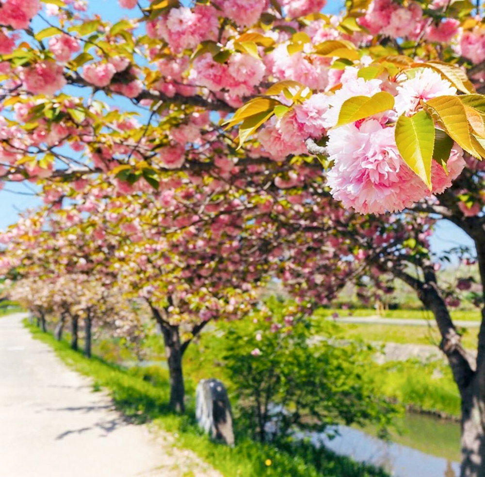 於大のみち門前広場、八重桜、4月春の花、愛知県知多郡の観光・撮影スポットの画像と写真