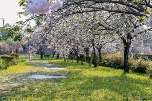 於大のみち門前広場、八重桜、4月春の花、愛知県知多郡の観光・撮影スポットの画像と写真