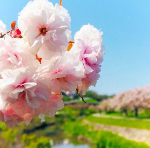 於大のみち門前広場、八重桜、4月春の花、愛知県知多郡の観光・撮影スポットの画像と写真