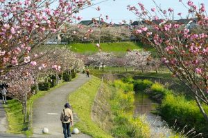 於大のみち門前広場、八重桜、4月春の花、愛知県知多郡の観光・撮影スポットの画像と写真