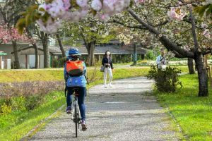 於大のみち門前広場、八重桜、4月春の花、愛知県知多郡の観光・撮影スポットの画像と写真
