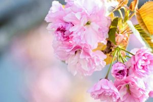 於大のみち門前広場、八重桜、4月春の花、愛知県知多郡の観光・撮影スポットの画像と写真