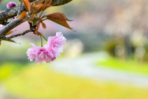 於大のみち門前広場、八重桜、4月春の花、愛知県知多郡の観光・撮影スポットの画像と写真
