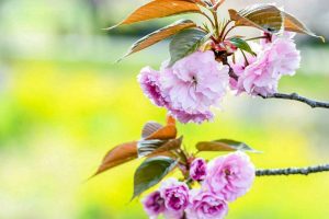 於大のみち門前広場、八重桜、4月春の花、愛知県知多郡の観光・撮影スポットの画像と写真