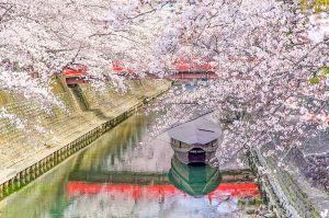 奥の細道むすびの地記念館、水門川、桜まつり、4月春の花、岐阜県大垣市の観光・撮影スポットの画像と写真
