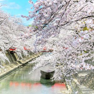奥の細道むすびの地記念館、水門川、桜まつり、4月春の花、岐阜県大垣市の観光・撮影スポットの画像と写真
