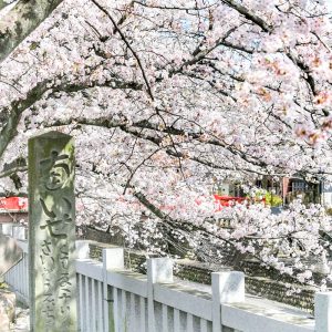 奥の細道むすびの地記念館、水門川、桜まつり、4月春の花、岐阜県大垣市の観光・撮影スポットの画像と写真
