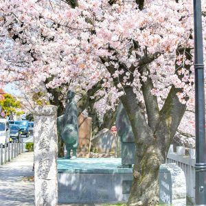 奥の細道むすびの地記念館、水門川、桜まつり、4月春の花、岐阜県大垣市の観光・撮影スポットの画像と写真