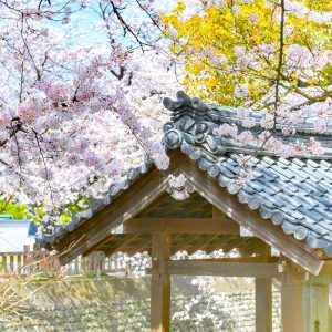 奥の細道むすびの地記念館、水門川、桜まつり、4月春の花、岐阜県大垣市の観光・撮影スポットの画像と写真