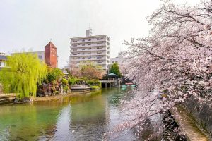 奥の細道むすびの地記念館、水門川、桜まつり、4月春の花、岐阜県大垣市の観光・撮影スポットの画像と写真