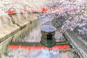奥の細道むすびの地記念館、水門川、桜まつり、4月春の花、岐阜県大垣市の観光・撮影スポットの画像と写真