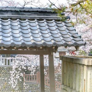 奥の細道むすびの地記念館、水門川、桜まつり、4月春の花、岐阜県大垣市の観光・撮影スポットの画像と写真
