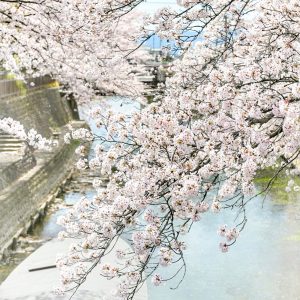 奥の細道むすびの地記念館、水門川、桜まつり、4月春の花、岐阜県大垣市の観光・撮影スポットの画像と写真