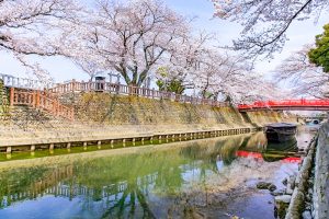 奥の細道むすびの地記念館、水門川、桜まつり、4月春の花、岐阜県大垣市の観光・撮影スポットの画像と写真