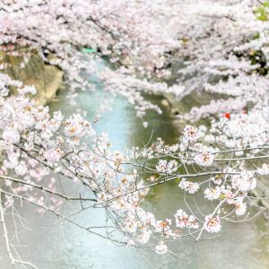 奥の細道むすびの地記念館、水門川、桜まつり、4月春の花、岐阜県大垣市の観光・撮影スポットの画像と写真