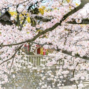 奥の細道むすびの地記念館、水門川、桜まつり、4月春の花、岐阜県大垣市の観光・撮影スポットの画像と写真