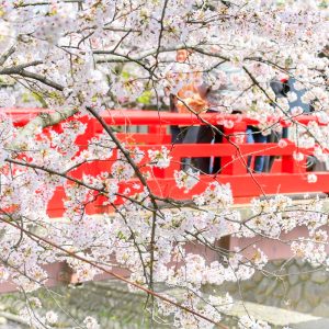 奥の細道むすびの地記念館、水門川、桜まつり、4月春の花、岐阜県大垣市の観光・撮影スポットの画像と写真