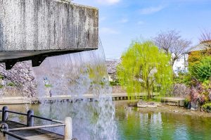 奥の細道むすびの地記念館、水門川、桜まつり、4月春の花、岐阜県大垣市の観光・撮影スポットの画像と写真