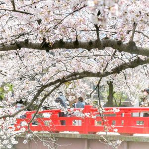 奥の細道むすびの地記念館、水門川、桜まつり、4月春の花、岐阜県大垣市の観光・撮影スポットの画像と写真
