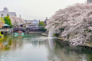 奥の細道むすびの地記念館、水門川、桜まつり、4月春の花、岐阜県大垣市の観光・撮影スポットの画像と写真