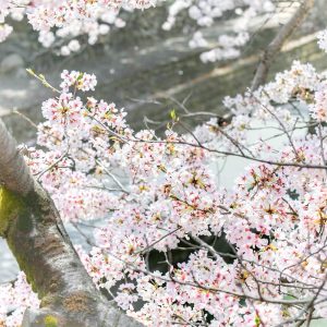 奥の細道むすびの地記念館、水門川、桜まつり、4月春の花、岐阜県大垣市の観光・撮影スポットの画像と写真
