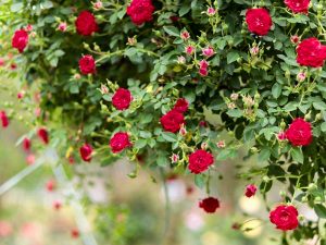 奥殿陣屋、バラ、５月夏の花、愛知県岡崎市の観光・撮影スポットの画像と写真