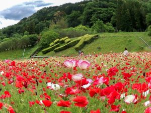 奥殿陣屋、ポピー、５月夏の花、愛知県岡崎市の観光・撮影スポットの画像と写真