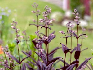 奥殿陣屋、5月夏の花、愛知県岡崎市の観光・撮影スポットの画像と写真
