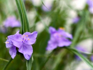奥殿陣屋、5月夏の花、愛知県岡崎市の観光・撮影スポットの画像と写真
