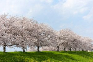 大榑川桜並木、4月春の花、岐阜県海津市の観光・撮影スポットの画像と写真