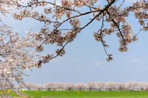 大榑川桜並木、4月春の花、岐阜県海津市の観光・撮影スポットの画像と写真