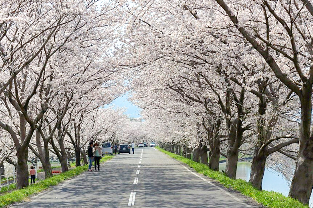 大榑川桜並木、4月春の花、岐阜県海津市の観光・撮影スポットの画像と写真