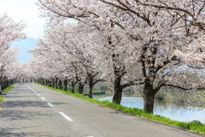 大榑川桜並木、4月春の花、岐阜県海津市の観光・撮影スポットの画像と写真