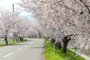 大榑川桜並木、4月春の花、岐阜県海津市の観光・撮影スポットの画像と写真