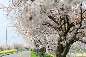 大榑川桜並木、4月春の花、岐阜県海津市の観光・撮影スポットの画像と写真
