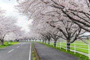 大榑川桜並木、4月春の花、岐阜県海津市の観光・撮影スポットの画像と写真