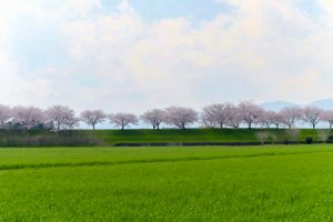 大榑川桜並木、4月春の花、岐阜県海津市の観光・撮影スポットの画像と写真