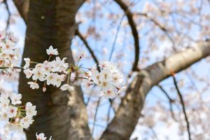 大榑川桜並木、4月春の花、岐阜県海津市の観光・撮影スポットの画像と写真