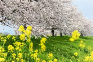 大榑川桜並木、4月春の花、岐阜県海津市の観光・撮影スポットの画像と写真