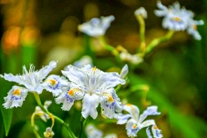 大倉公園、シャガ、５月夏の花、愛知県大府市の観光・撮影スポットの画像と写真