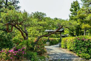 大倉公園、つつじ、５月夏の花、愛知県大府市の観光・撮影スポットの画像と写真